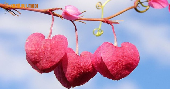 Tử vi thứ 2 của bạn ngày 3-5-2021 Tử vi thứ 2 của bạn ngày 3-5-2021