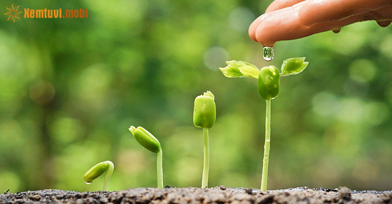 Xem tử vi ngày 29-5-2021 thứ bảy Xem tử vi ngày 29-5-2021 thứ bảy