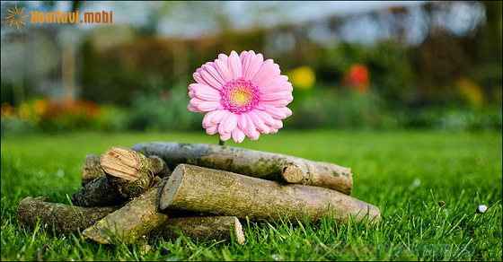 Tử vi của 12 con giáp từ ngày 24/5 đến 30/5/2021 Tử vi của 12 con giáp từ ngày 24/5 đến 30/5/2021