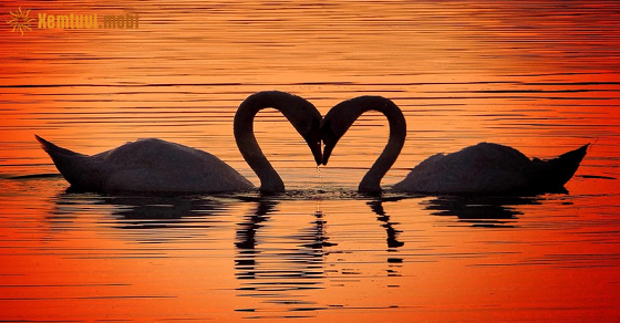 Tử vi tuần mới 12 cung hoàng đạo từ 9/5 đến 15/5/2022