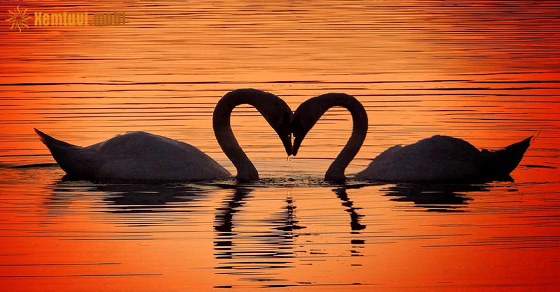 Tử vi tuần mới 12 cung hoàng đạo từ 13/6 đến 19/6/2022