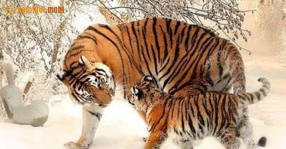  Bói tử vi tuổi Dần năm 2023 chính xác nhất