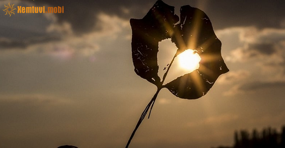 Tử vi phương Tây của 12 cung hoàng đạo tháng 7 năm 2025