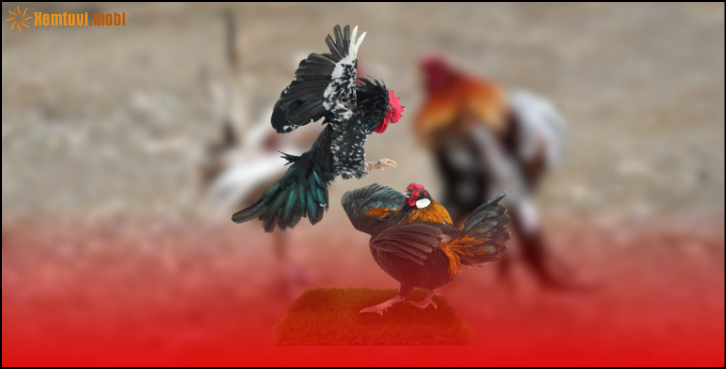 Tổng quan dịch vụ đá gà cựa sắt tại Campuchia