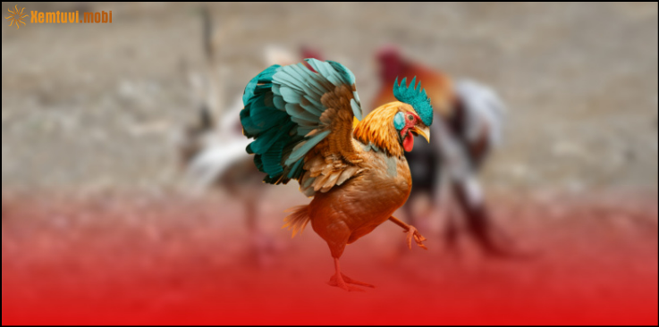  Quá trình diễn ra trận đấu đá gà cựa sắt tại trường Campuchia rất chuyên nghiệp