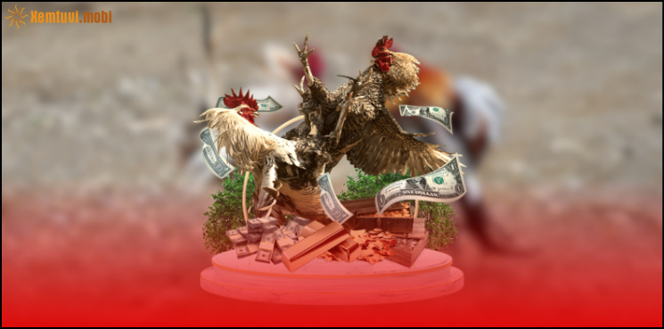 Tham gia các trận đấu đá gà cựa sắt kịch tính tại Phnom Pen