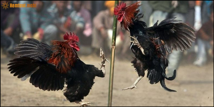 SV388 – đá gà trực tiếp là gì, tại sao thu hút người chơi?