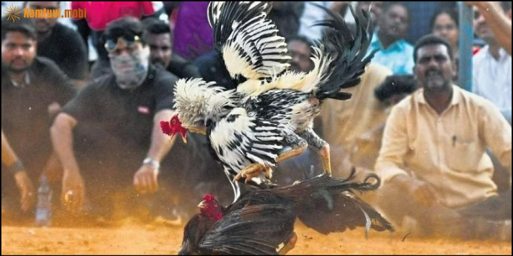 Giới thiệu về giải đấu đá gà C1 danh giá Giới thiệu về giải đấu đá gà C1 danh giá