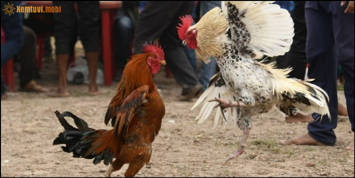 Điểm nổi bật của đá gà C1 được nhiều người lựa chọn Điểm nổi bật của đá gà C1 được nhiều người lựa chọn