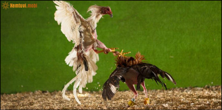 Chiến lược theo dõi và tham gia hiệu quả khi chơi trực tuyến Chiến lược theo dõi và tham gia hiệu quả khi chơi trực tuyến